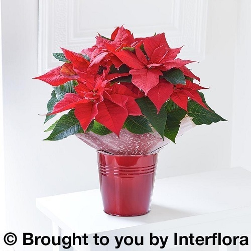 Poinsettia Gift