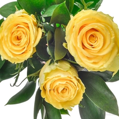 Yellow Rose Handtied