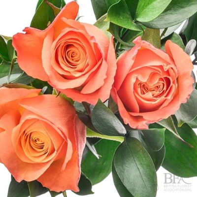 Orange rose Handtied