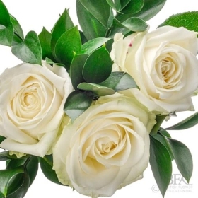 White Rose Handtied