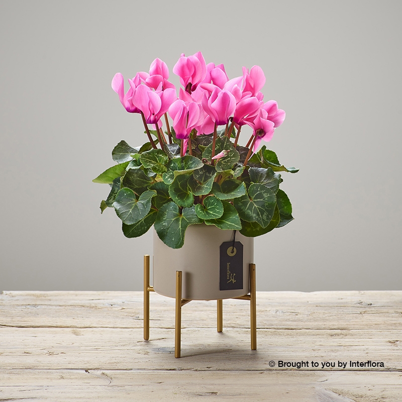 Flowers deals in january